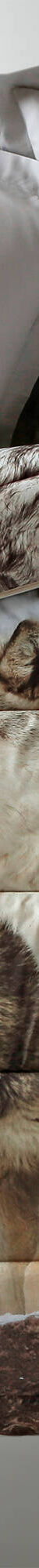 Couette microfibre impression photo loup 200g/m2 (beige) Couette microfibre impression photo loup 200g/m2 (beige)